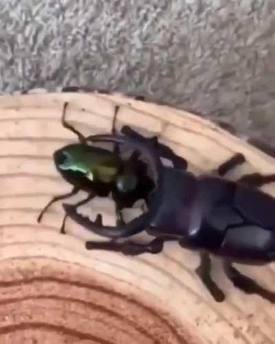 The big ROBOT bug on the right encounters the real bug