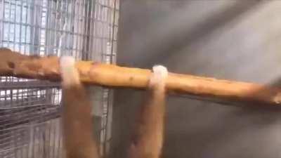 MONKE OVERLOAD KDJDJJRIEIDCKPWOAICUFUEEISNX XIAMROCN