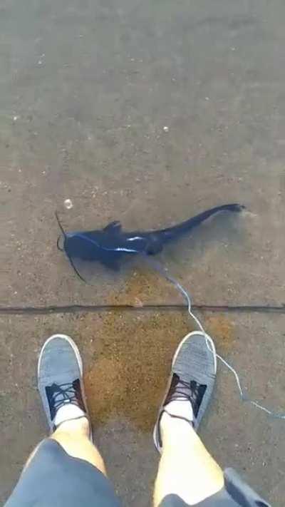 Taking a catfish for a walk during a flood