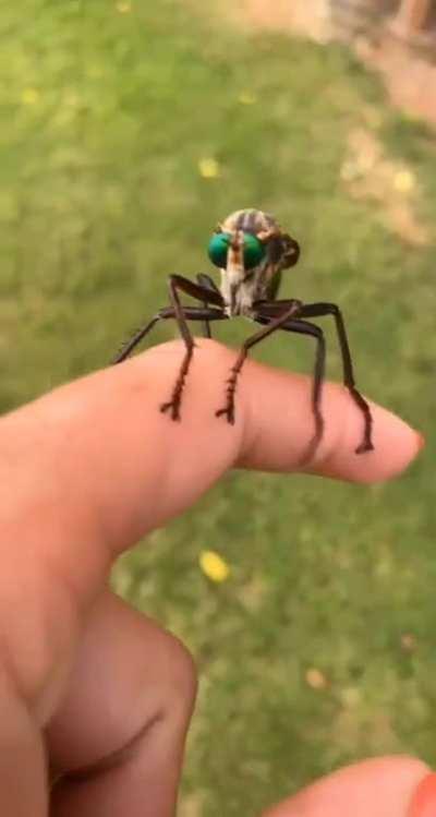 Massive Mosquito (?) Lands on Womans Hand