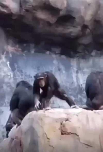 Playful chimp throws rocks at visitors, gets smacked and disciplined by daddy chimp