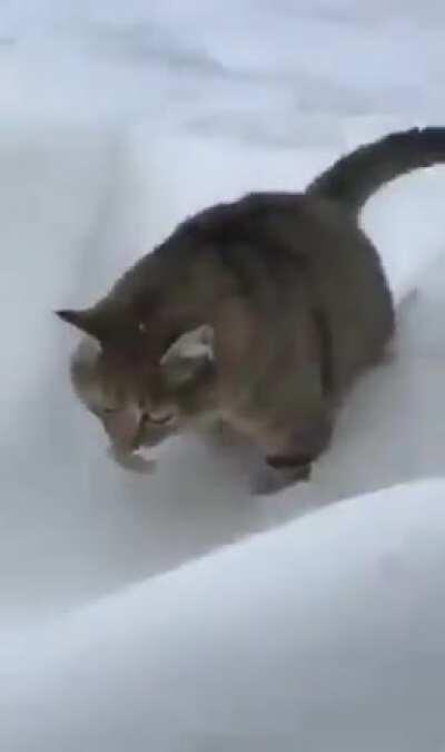 pOoR caT Gets SwAllOwED bY ThE EaRth