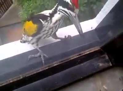 If I was inside, NGL kinda creepy hearing that pounding, Bird is thinking 