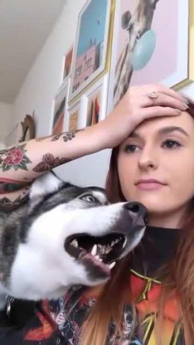 This is what happens when you say a big no to husky. So don't do it