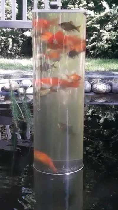 🔥 Our fish love their tube