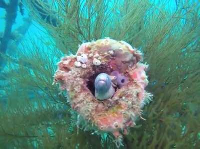 The King on the Iron Throne