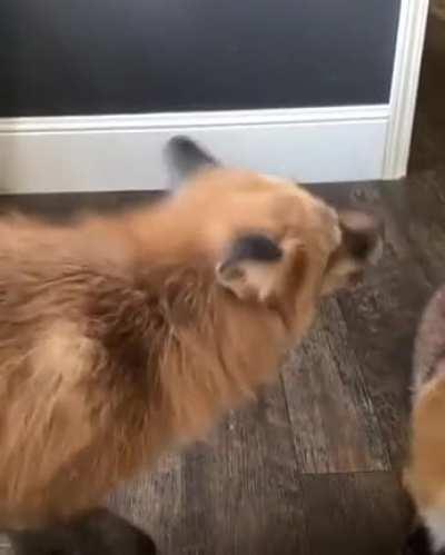 Fox gets rekt. @juniperfoxx