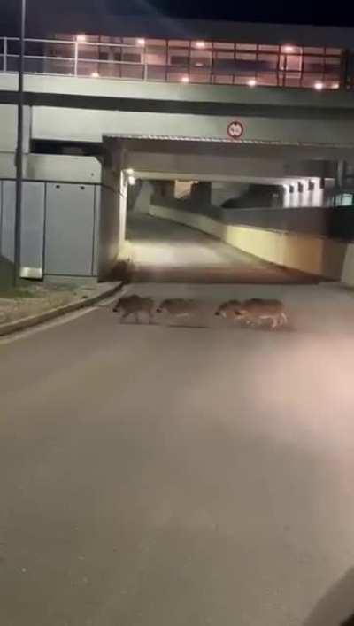 Wenn man die letzte S-Bahn verpasst hat muss man halt laufen (Bahnhof Strasshof mitten im Ort)