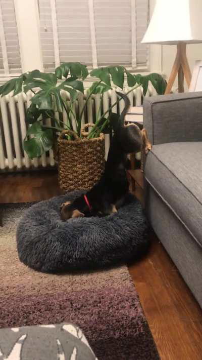 We read putting her food bowl in her bed would make her love her bed. I guess it worked?