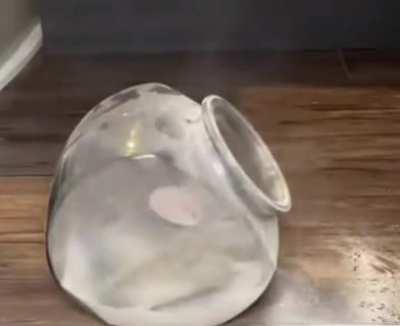 haMPsteR GEtS DusTEd