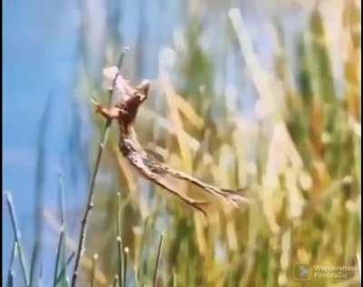 Unlucky but flexible frog