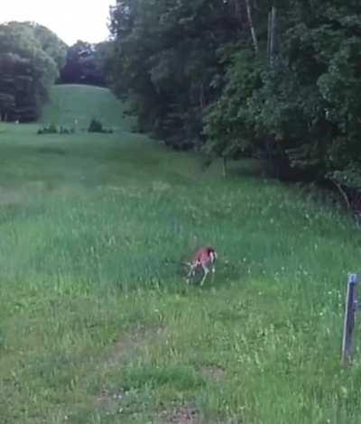 Deer taking out government drone