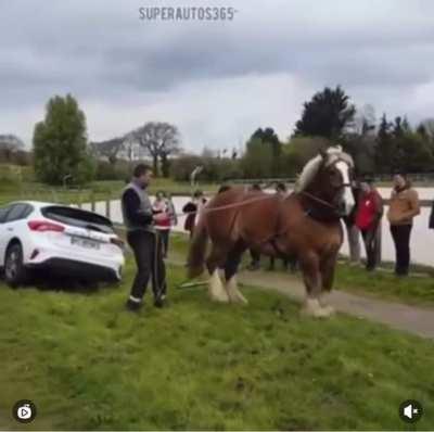 Work horse pulls car out of a ditch.