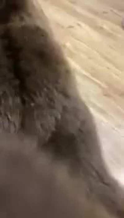 Expected a Gruesome Mauling....