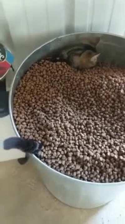 Hit cat perfect hiding spot