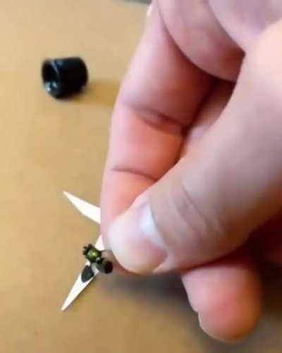 Who ever does this to wasps gets a ton of karma