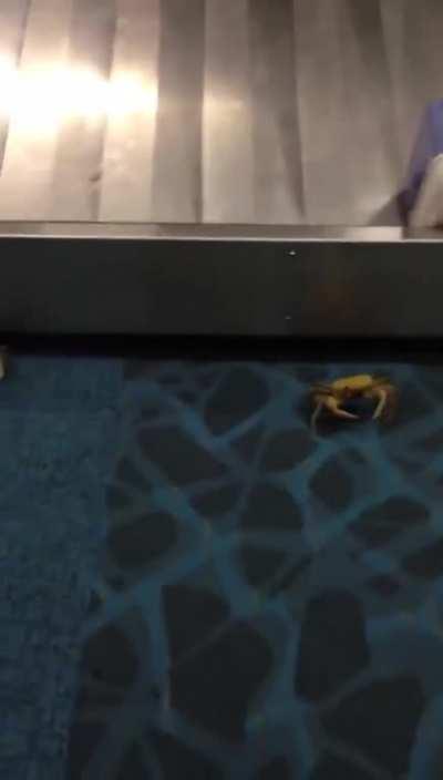 Bag containing crabs at airport