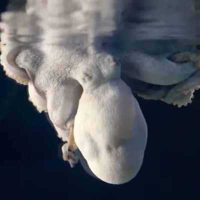 Heidi the Octopus, changing colors in her sleep.
