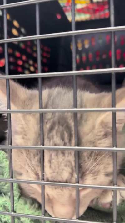 [Mini-Update/No New Info] This boy is just the sweetest thing on earth 😭 he hasn’t stopped purring and making biscuits since we got to the vet!