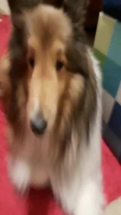 someone likes their dog alot