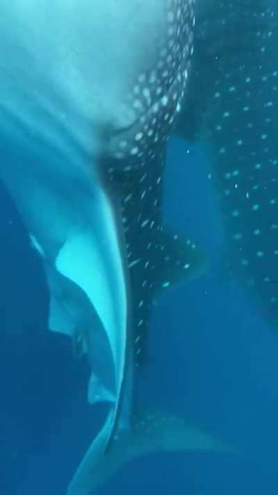 Tourists encounter whale shark