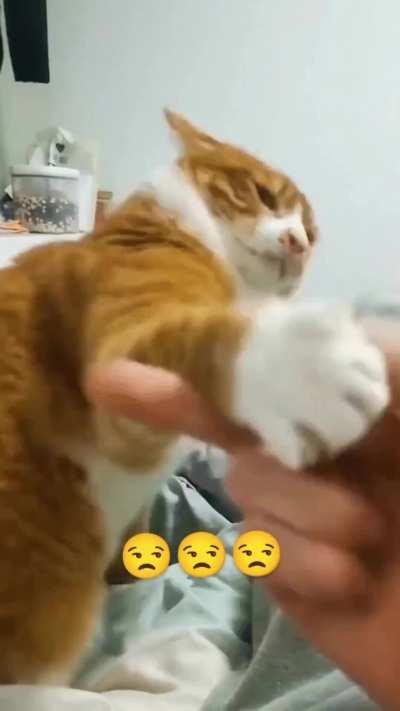 to flip the cat the bird