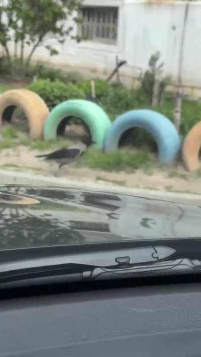 Behold the majestic Russian wildlife.