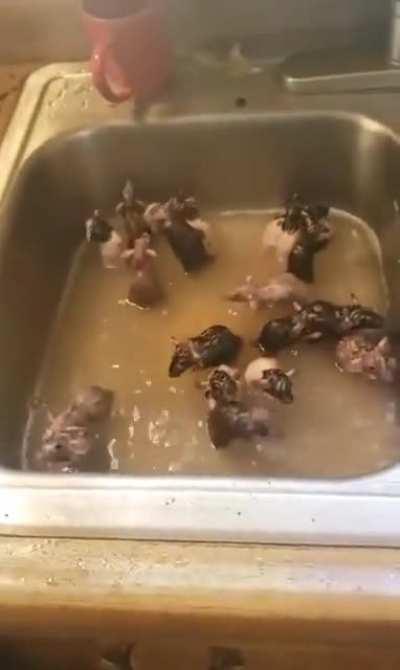 Thanks, I hate sink/rat bath