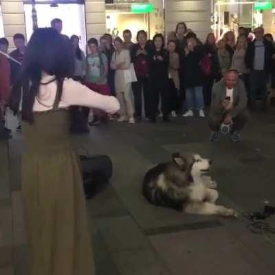 That dog is freaking the fuck out!