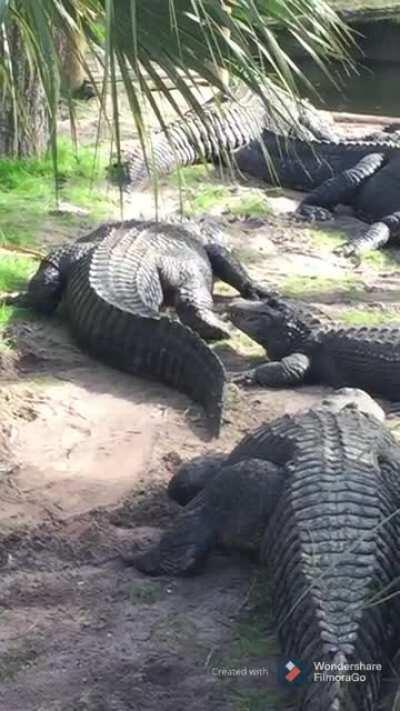 Alligator Feeding at St.Augustine Alligator Farm
