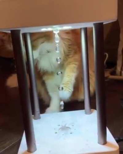 Cat vs Antigravity