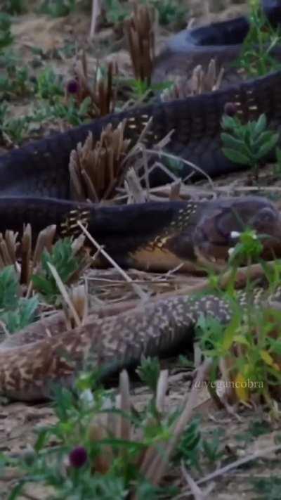 A King Cobra entering a nest to kill and consume a Spectacled Cobra. Despite it's size and hunting ability, a King Cobras diets generally consists primarily of other snakes.