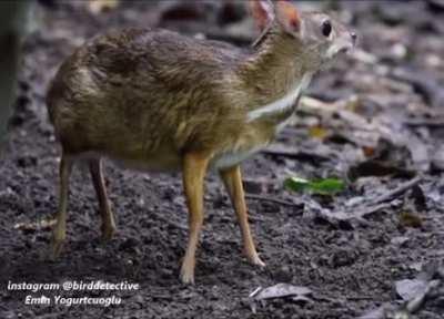 What is this, a deer for ants?