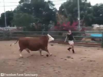 Happy cow at Freedom Farms