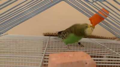 Please watch my budgie obliterate a carrot