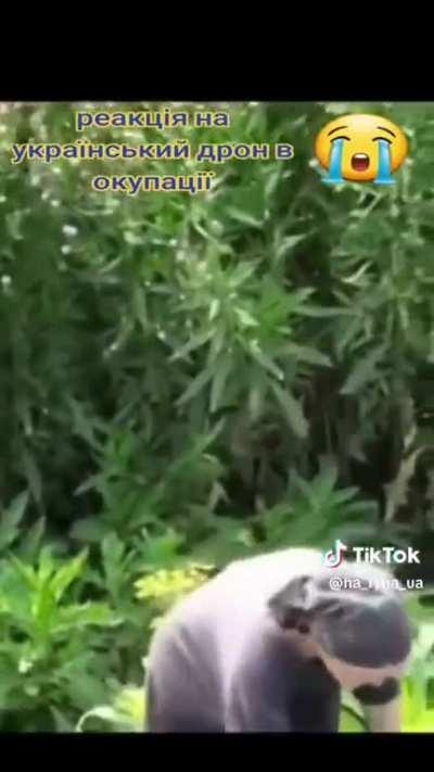 Reaction to Ukrainian drone in Ruzzian occupied landð¥º We must help Ukraine liberate their land and people ASAP