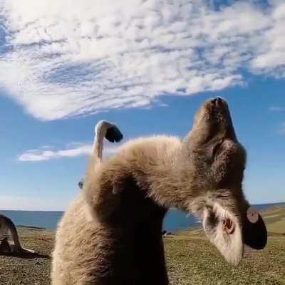 a kangaroo enjoying a good old-fashioned tummy tickle
