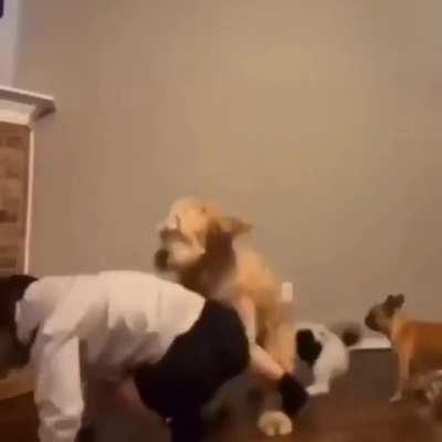 Stop dancing and take us out for a walk