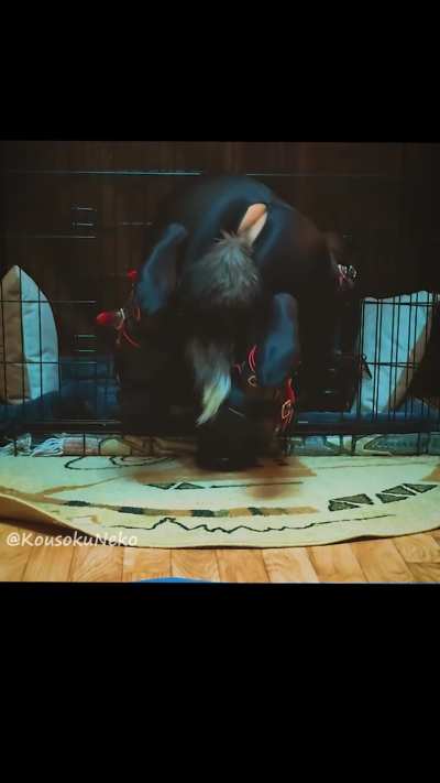 A good dog should be able to find its crate even while wearing a sleep mask