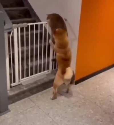 Ну и жопу же ты откормил, Барсик...