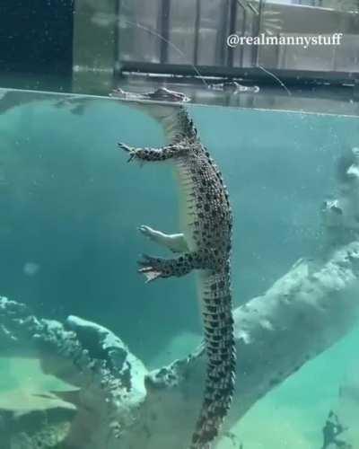 🔥A crocodile just vibing and floating around