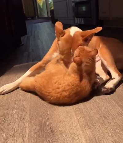 Ultimate brain cell championship