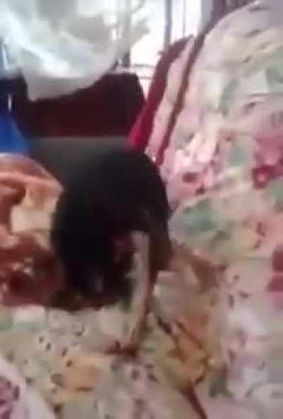 A chihuahua who likes to suck his own dick