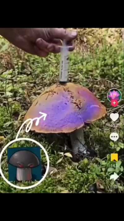 Doom shroom irl