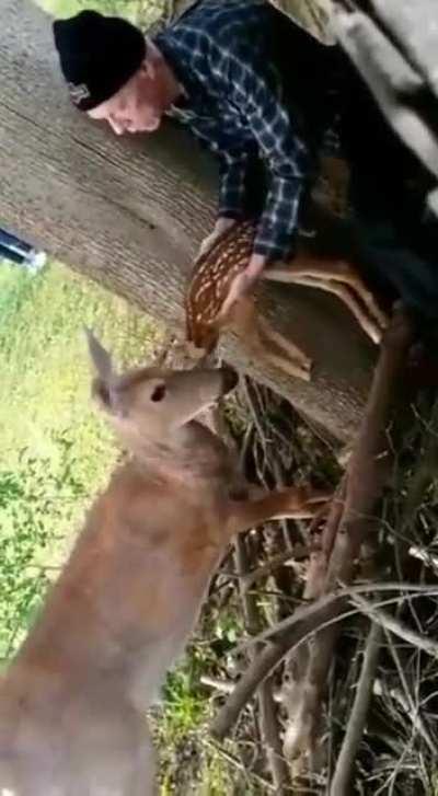 Baby deer stuck in fence saved and reunited with mother
