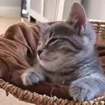 Surprising kiss 🥰💛