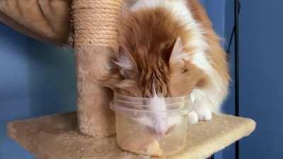 There’s two kinds of cats...