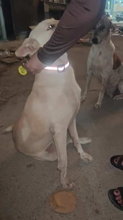 My babies got their collars