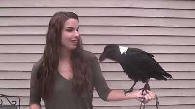 This raven sounding eerily like a human. Think what a mess was the first guy who saw this animal