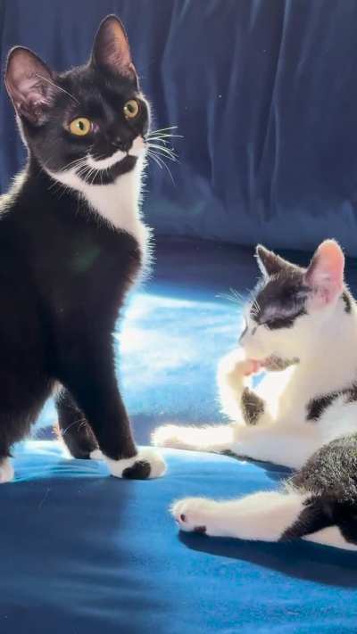 Jiji’s interrupted clean